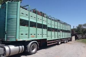 COYOTE FALCON GARAGE