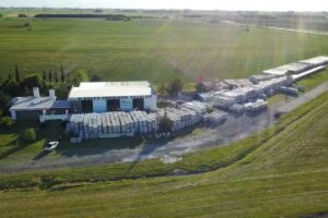 LIKA HORMIGON CELULAR