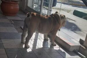 Parabrisas de Las Sierras