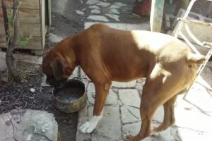 Rojas Diesel Hnos. S. H.