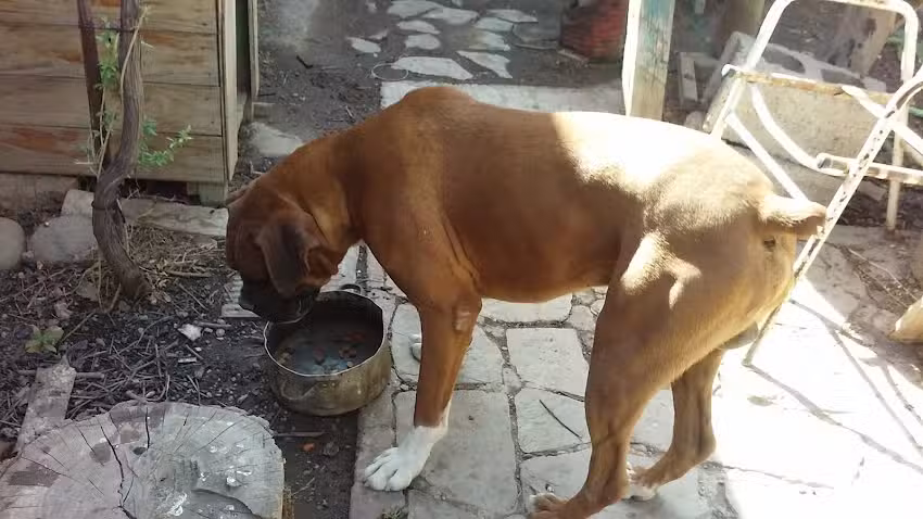 Rojas Diesel Hnos. S. H.