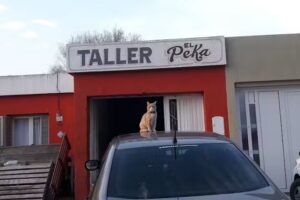 Taller &ldquo;El Peka&rdquo; y Servicio de gr&uacute;a